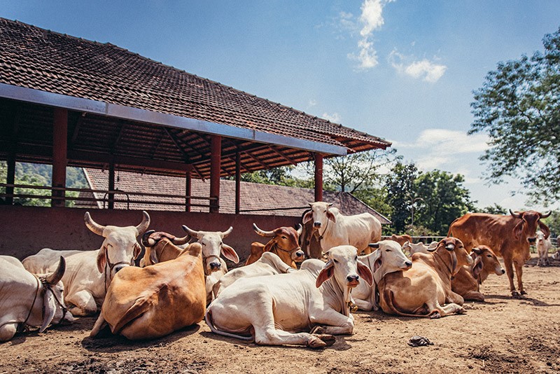 Sunil and Ravikumar Donate Over 30 Cows to Purada Gadde Village