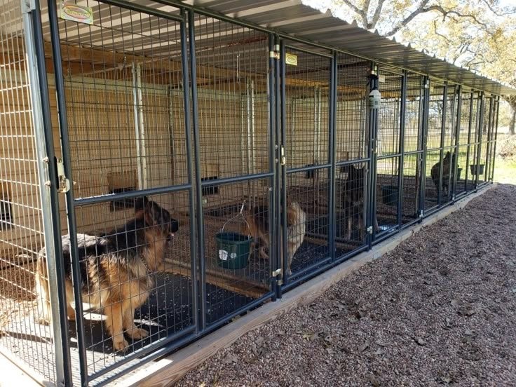 Bengaluru's dog shelter plan faces hurdles as NGOs raise design, staffing concerns