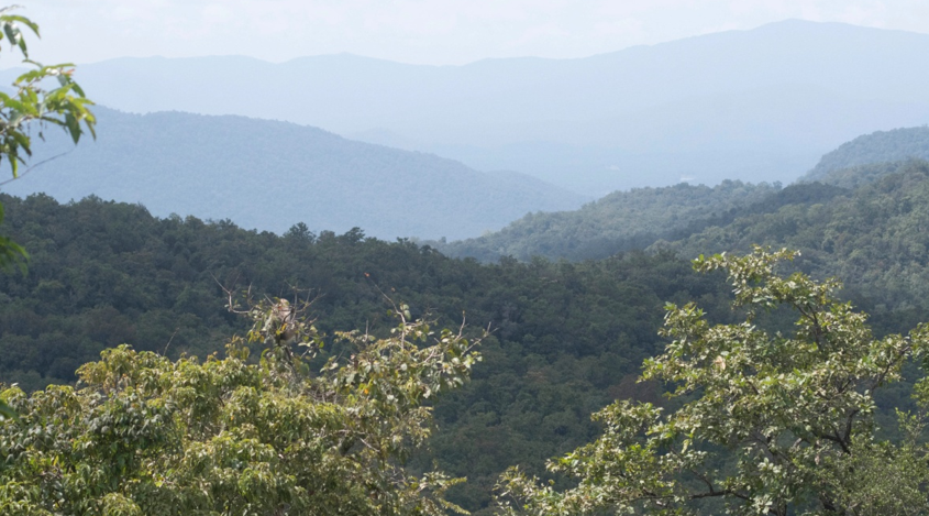 Reject Mini-Hydel Project in Western Ghats: Activist to Forest Department