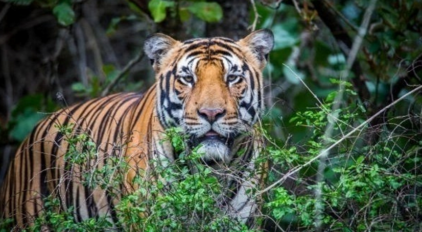 Farmer killed in tiger attack near Sargur village