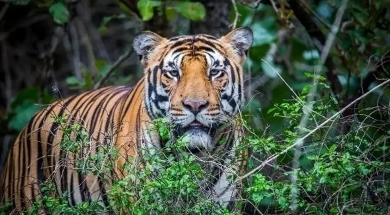 Farmer killed in tiger attack near Sargur village