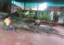 HDMC to Turn Coconut Fronds into Brooms and Fertiliser