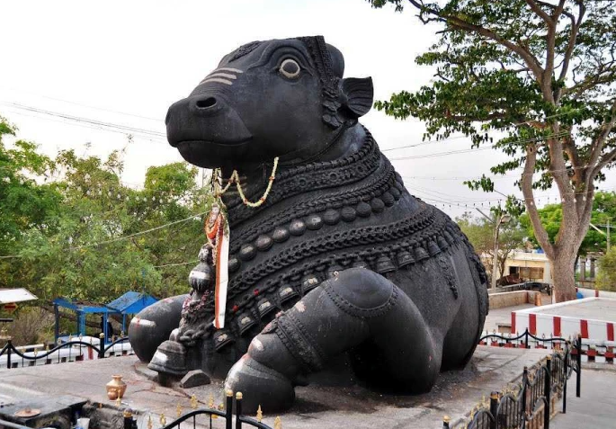 Grand Nandi Brahmarathotsava draws devotees this year