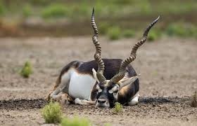 28 blackbucks die of bacterial infection in Belagavi zoo