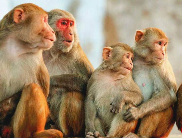 11 monkeys found dead in forest, poisoning suspected