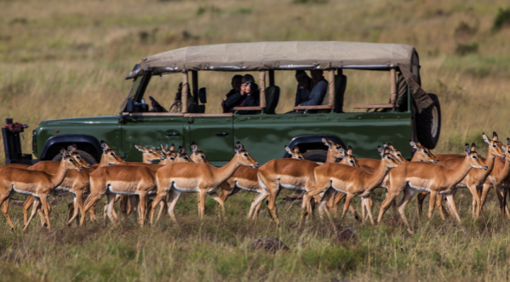 Safari ban hurts livelihoods, operators demand immediate action