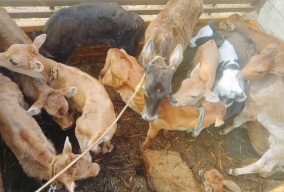 Public intercepts illegal calf transport near Hunasepalya