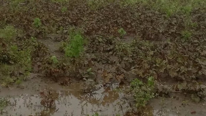 Monsoon Fury Destroys 56,000 Hectares of Farmland