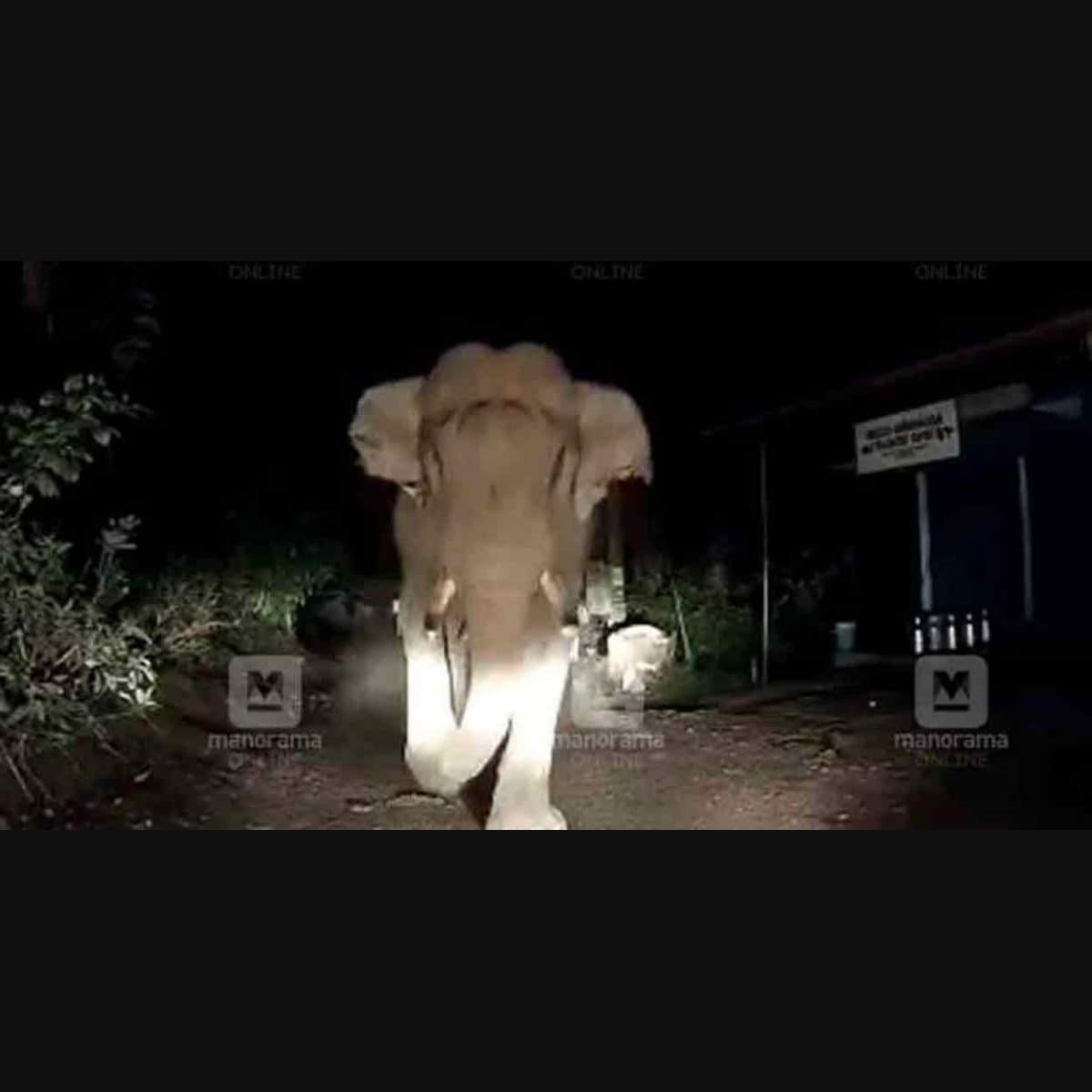 Elephant Kills Farm Labourer