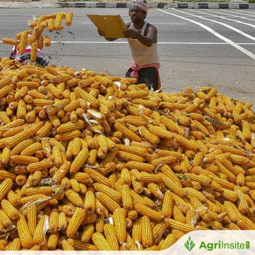 Maize procurement centres to be opened in Chitradurga