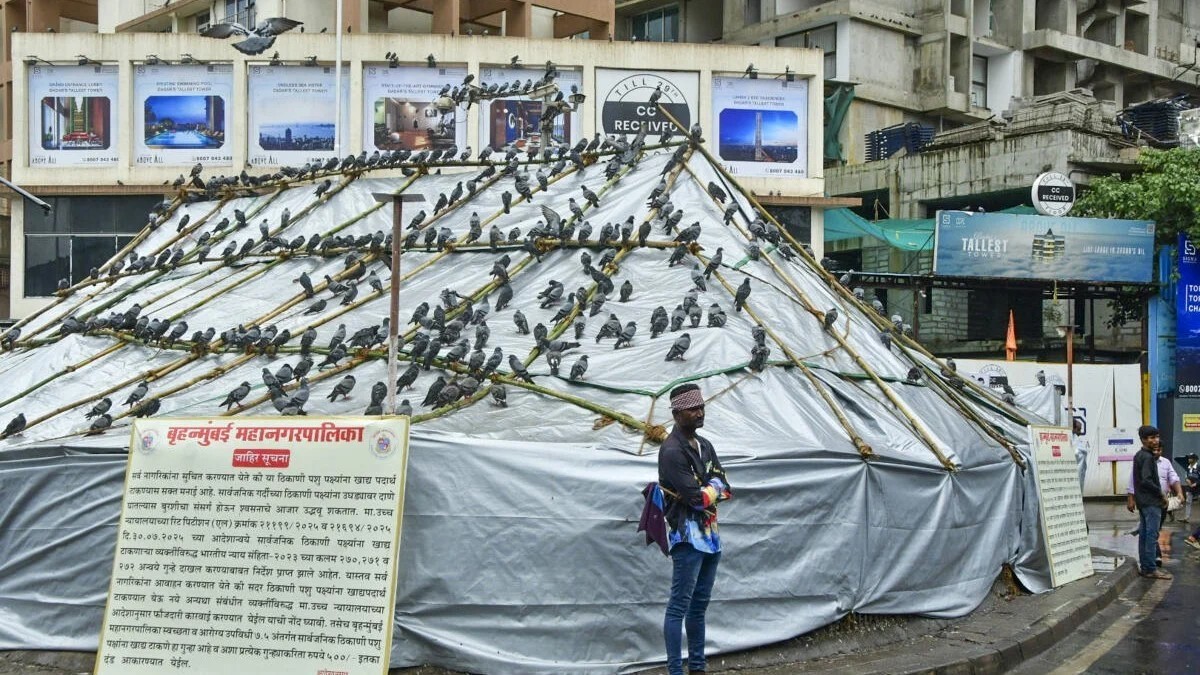 Marathi Activists Detained Over Pigeon Feeding Ban