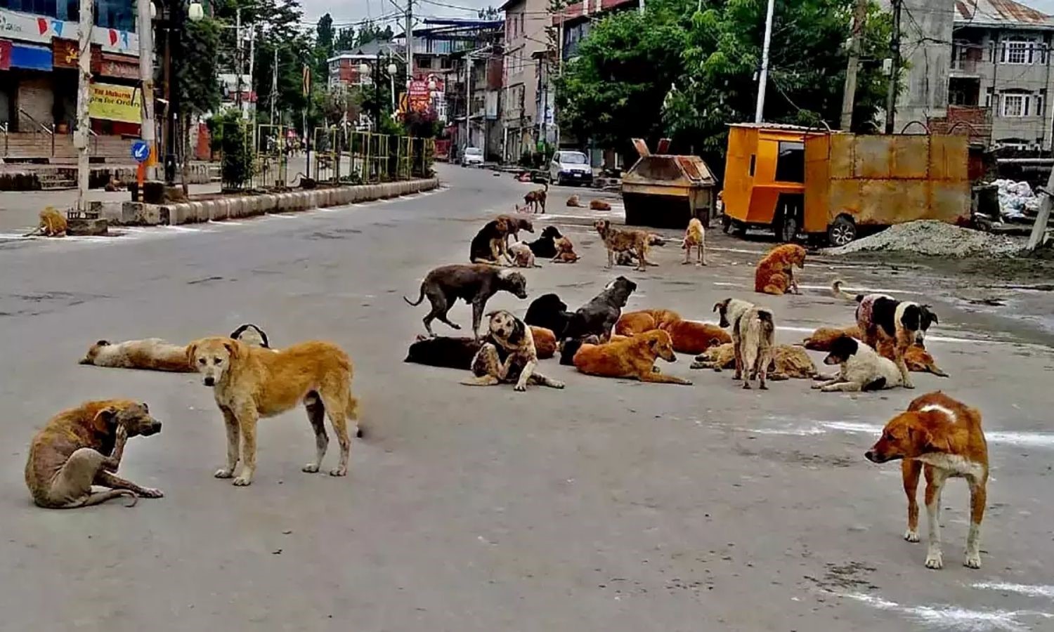 Stray dog attack leaves child fighting for life