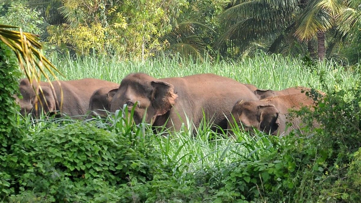 Wild elephant menace intensifies again in Ch’magaluru