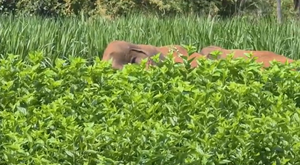 Wild Elephant Sighting Triggers Panic in Ramanagara Villages