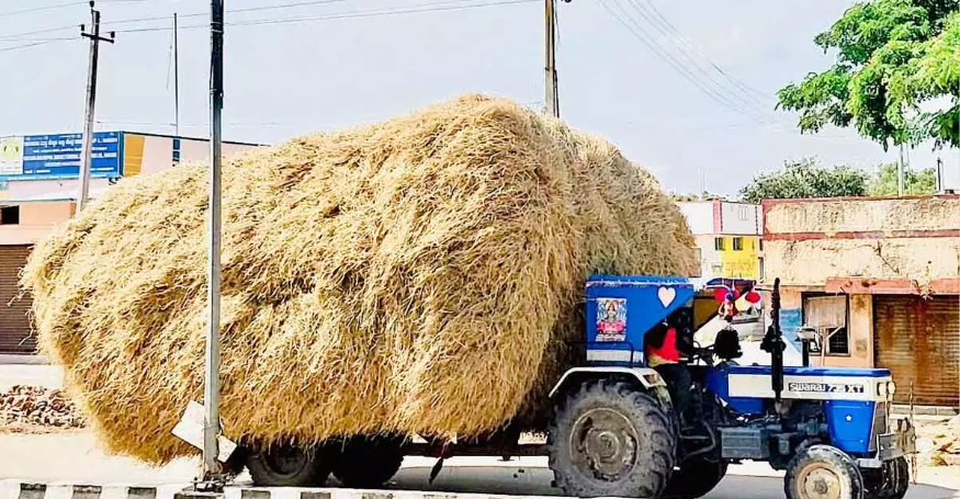 Koppal farmers safeguard rice straw amid water shortage