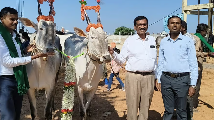 Upparahalli Hosts Grand Cattle Fair Dedicated to Goddess Madduramma Devi and Goddess Chowdeswaramma