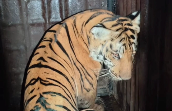 Forest Dept captures tiger with help of tamed elephants