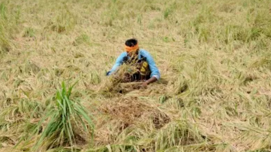 Govt to provide ₹44.40 cr worth of free wheat seeds to farmers