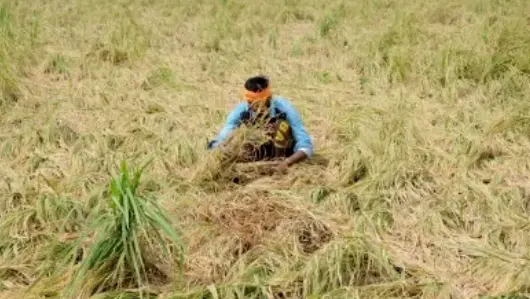 Govt to provide ₹44.40 cr worth of free wheat seeds to farmers