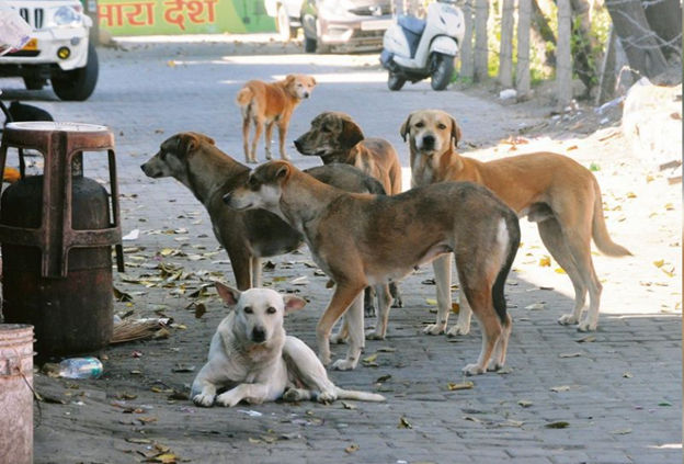 Municipality regulates feeding of stray dogs in public spaces