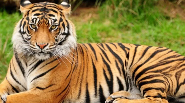 KARNATAKA TIGER CENSUS