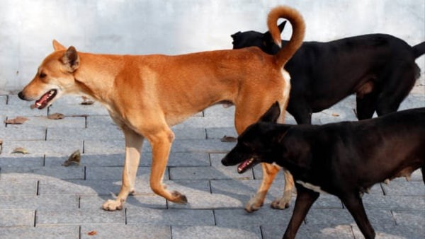 "Surge in Stray Dog Complaints Dismays Residents"
