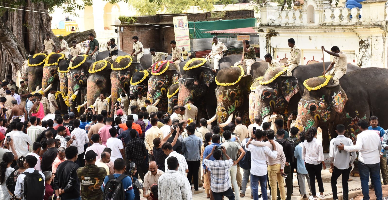 Majestic Jumbos Bid Emotional Adieu to Mysuru