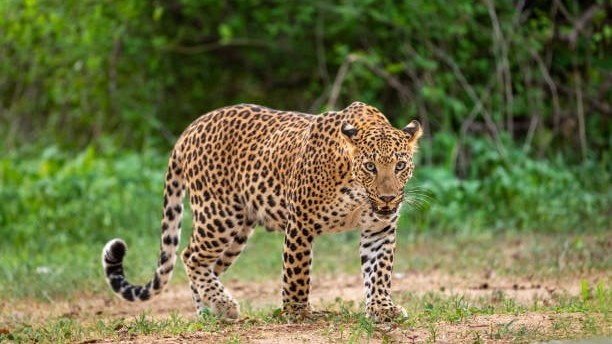149 Leopards Die in MP, Accidents Main Cause