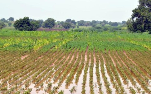 Rains Paralyse Life; Crops and Roads Hit in Vijayapura