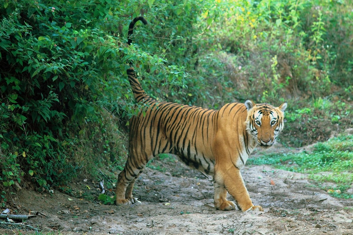 Bandipur Tiger Reserve May Add 119 Tigers: National Authority