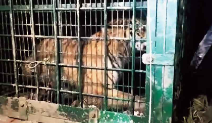 Tiger Trapped in Cage, Villagers Relieved After Months of Fear